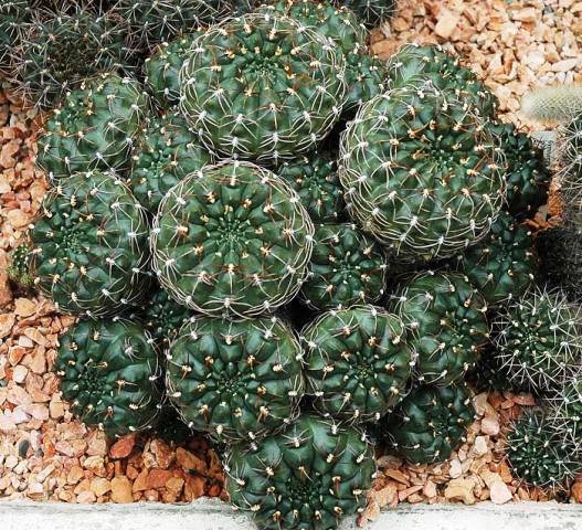 Gymnocalycium_gibbosum